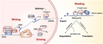 Novel Insights Into the Potential Mechanisms of N6-Methyladenosine RNA Modification on Sepsis-Induced Cardiovascular Dysfunction: An Update Summary on Direct and Indirect Evidences